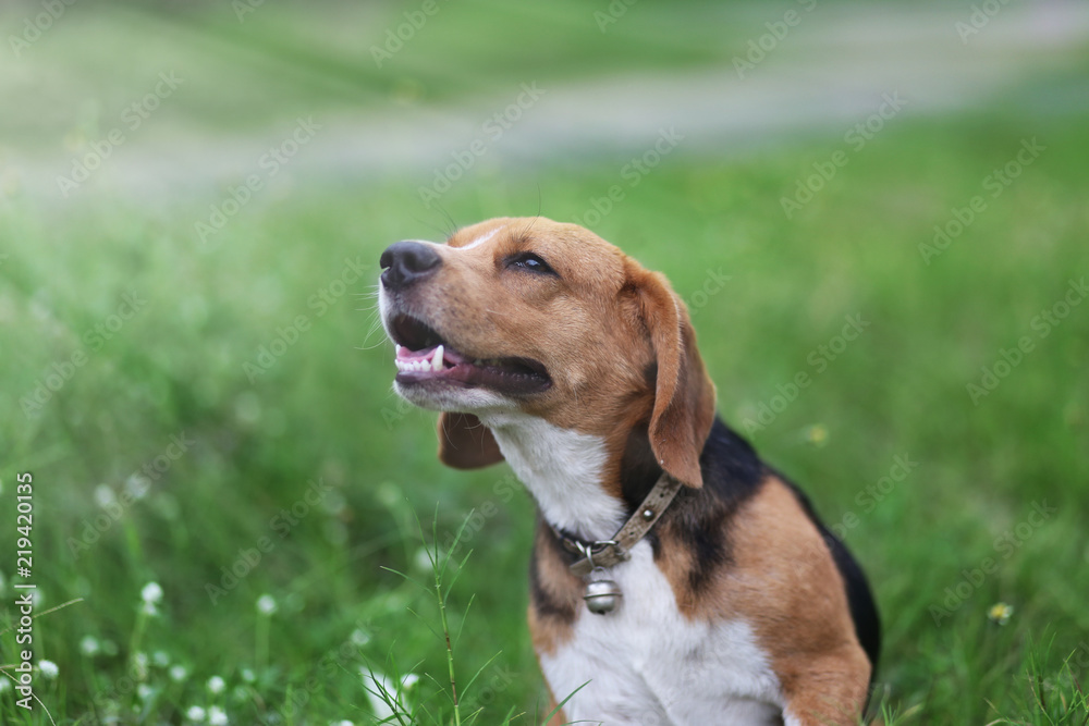 Wall mural portrait of beagle dog outdoor.