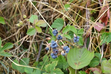 Früchte der wilden Brombeere - Kratzbeere (Rubus caesius) am Niederrhein