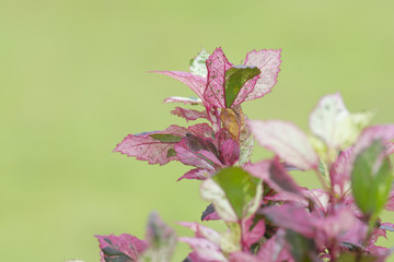 Leaves on a green background