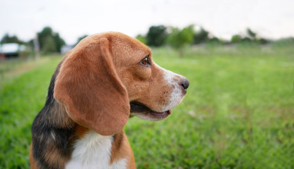 Portrait of  beagle dog outdoor on the green grass.
