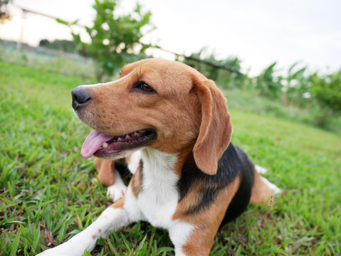 Beagle dog lying down on the green grass.