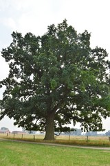 Uralte Stieleiche am niederrheinischen Rheindeich bei Hamminkeln