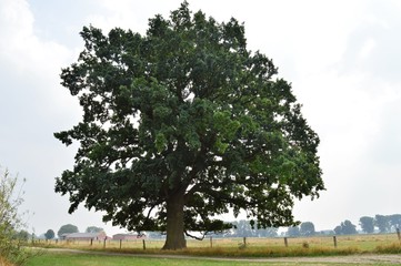 Uralte Stieleiche am niederrheinischen Rheindeich bei Hamminkeln