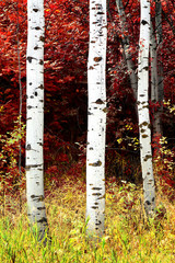 Panele Szklane  Brzozy osiki w górach Bujny krajobraz jesienią i jesienią