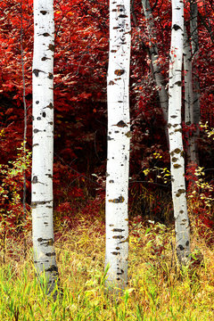 Birch Aspen Trees in Mountains Lush Landscape in Fall Autumn