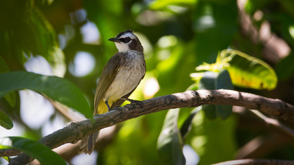 yellow-vented Bulbul Bird