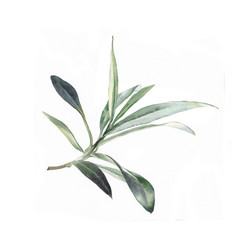 Акварельная ветвь оливы