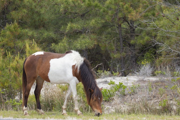 Fototapeta premium Wild horses on the Chincoteague, VA end of Assateague Island
