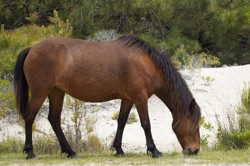Fototapeta premium Wild horses on the Chincoteague, VA end of Assateague Island