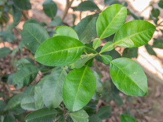 Fototapeta na wymiar Lime leaves on tree in graden.
