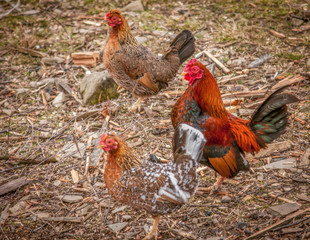 Three colored chickens on the yard