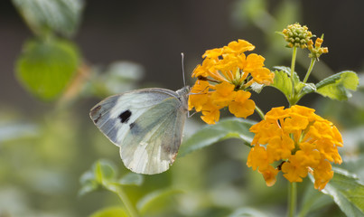 Pieris brassicae
