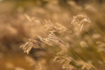 High grass in autumn on sunset background