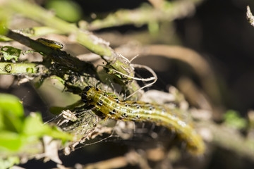
Raupe des Buchsbaumzünslers (Cydalima perspectalis), ćma bukszpanowa
