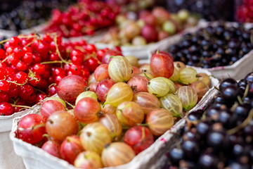 Fresh redcurrant, blackcurrant and gooseberries in paper trays at market.
