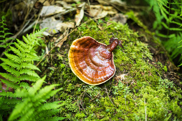 Reishi Mushroom