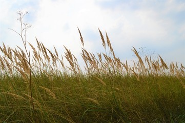 Fototapeta premium Blühendes Weidegras im Wind (Nahaufnahme