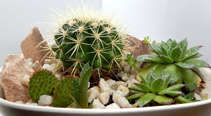 Diverse Cacti and succulents in flowerpot between little rocks