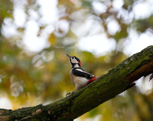 the great spotted woodpecker on his ass, Poland
