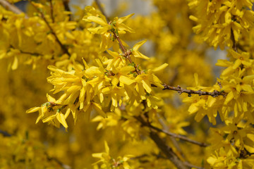 Weeping forsythia
