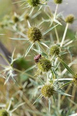 Streifenwanze (Graphosoma lineatum) auf Feld-Mannstreu (Eryngium campestre)