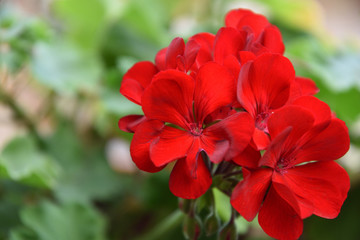 geraneo