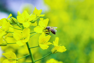 Bees have been parked on canola flowers to collect honey in the rapeseed in the spring, close-up