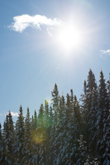 Sun and Spruce Trees