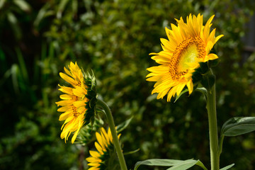 sunflower in a garden.