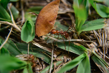 ant carrying its leaf