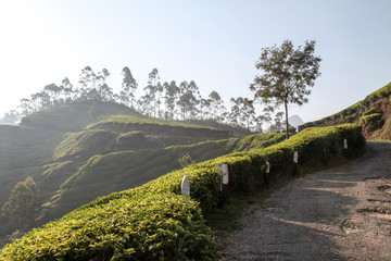 tea plantation, kodaikanal, tamil nadu, india