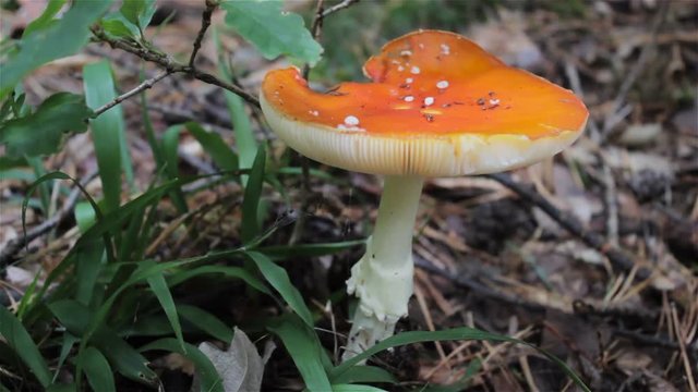 mushroom Amanita muscaria,poisonous mushrooms grow in the woods