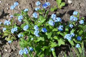 Alpine forget-me-not