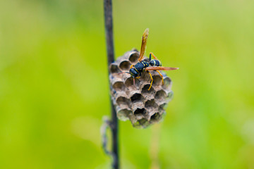 an insect is sitting on its nest among grass