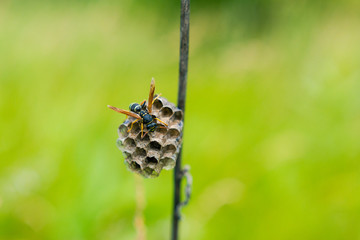 an insect is sitting on its nest among grass
