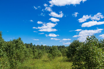 Fototapeta na wymiar blue sky with white clouds over the forest