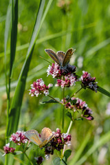 butterfly sits on a flower