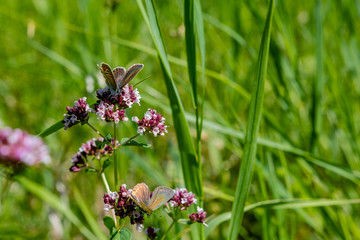 butterfly sits on a flower