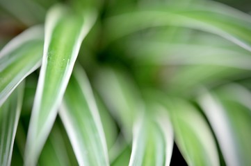 leaves in the tropical forest,Texture of green leaves, leaf in Forest. Garden and Green wall. Green abstract background.