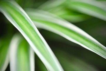 leaves in the tropical forest,Texture of green leaves, leaf in Forest. Garden and Green wall. Green abstract background.