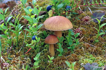 Xerocomus. Two mossiness mushroom among the Northern marsh vegetation