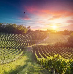 Tuinposter Extra brede panoramische opname van een zomerse wijngaard bij zonsondergang © kishivan