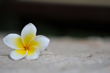 Frangipani tropical flowers, Plumeria flowers fresh, Plumeria (frangipani), in close-up. Glorious white and golden tropical flower.