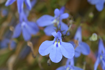 Garden lobelia