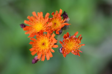 Orange hawkweed Rotgold Hybrids