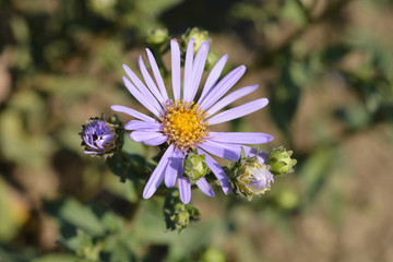 Obraz premium Summer Michaelmas daisy