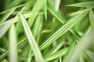 leaves in the tropical forest,Texture of green leaves, leaf in Forest. Garden and Green wall. Green abstract background.