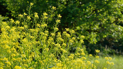 Wilde Senfblüten vor einer Hecke