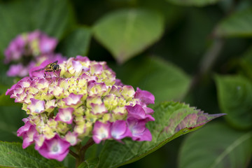 Fototapeta premium Fly on Flower