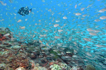 奄美大島 魚の群れ